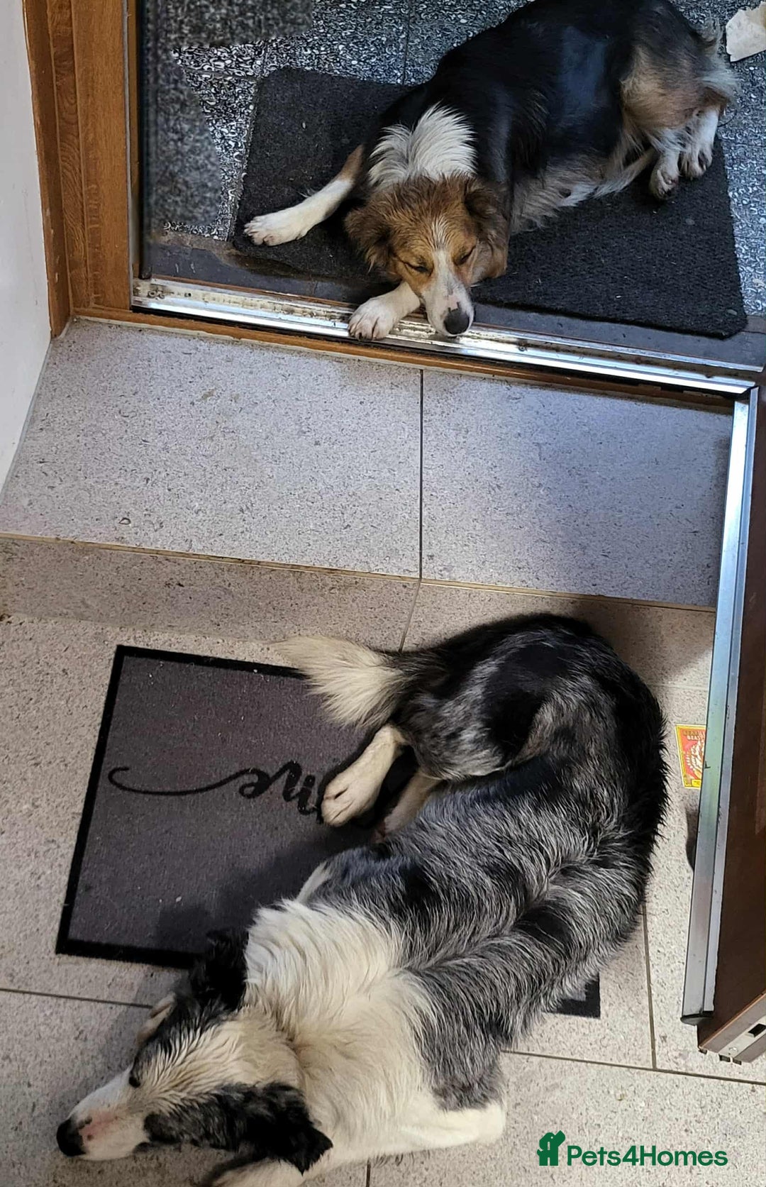 Mixed Breed dogs for sale: 2Males Beautiful puppies left out of 7 . - Image 7