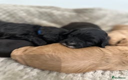 Cavapoo dogs for sale: F1 cavapoo puppies heath tested  - Image 31