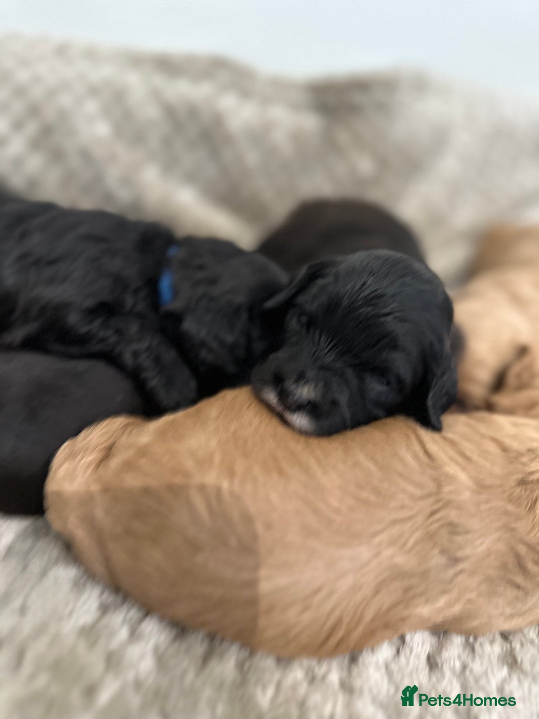 Cavapoo dogs for sale: F1 cavapoo puppies heath tested  - Image 31