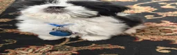 Lhasa Apso dogs for sale: Mylo 14wks old - Advert 1