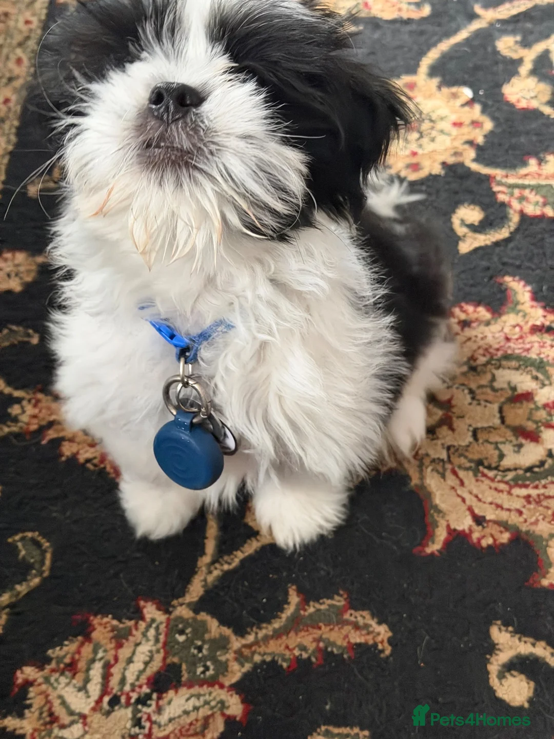 Lhasa Apso dogs for sale: Mylo 14wks old - Advert 1