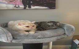 Domestic Shorthair cats for sale: Red Silver Domestic Shorthair - Image 8