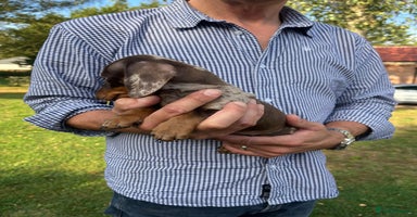 Miniature Dachshund dogs - Advert 12