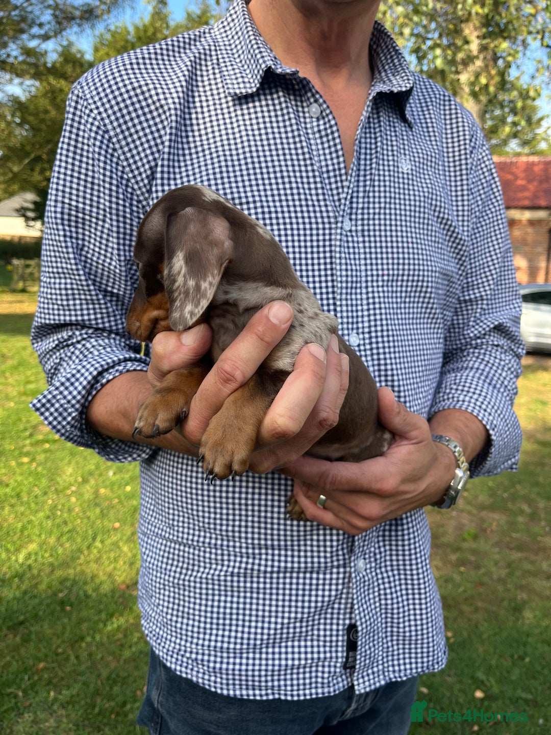 Miniature Dachshund dogs for sale: READY NOW Miniature Daschund Pups Dapples Piebalds - Image 4