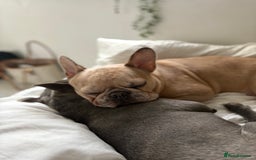 French Bulldog dogs for sale: French bulldog pedigree litter - Image 29