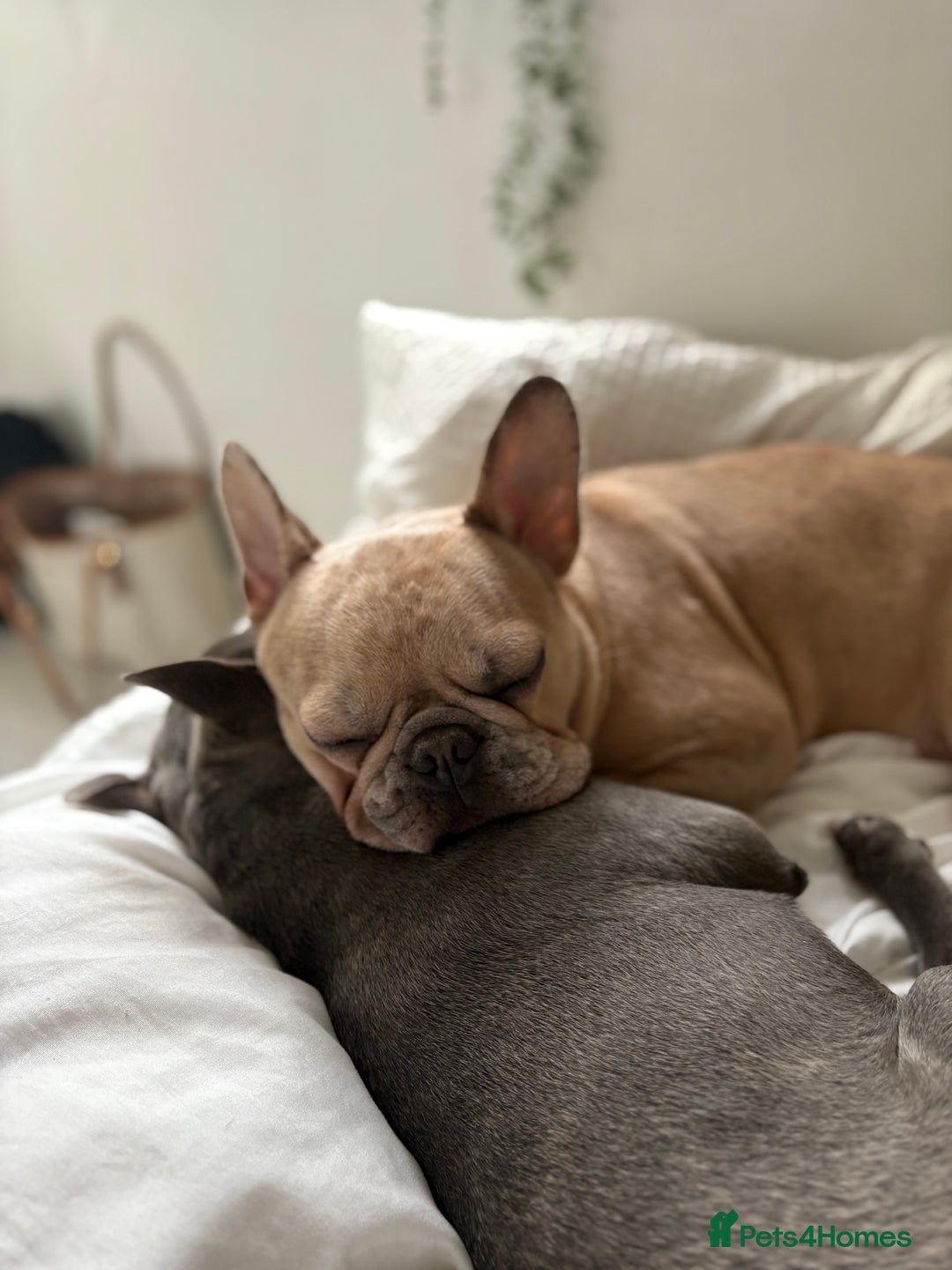 French Bulldog dogs for sale: French bulldog pedigree litter - Image 29