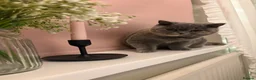 British Shorthair cats for sale: GCCF British Shorthair BlueCream Tortie Amber Eyes - Advert 3