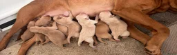 Labrador Retriever dogs for sale: Fox red Labradors  - Advert 4