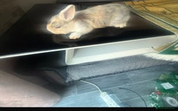 Mixed Breed rabbits for sale: Rabbit - Image 3