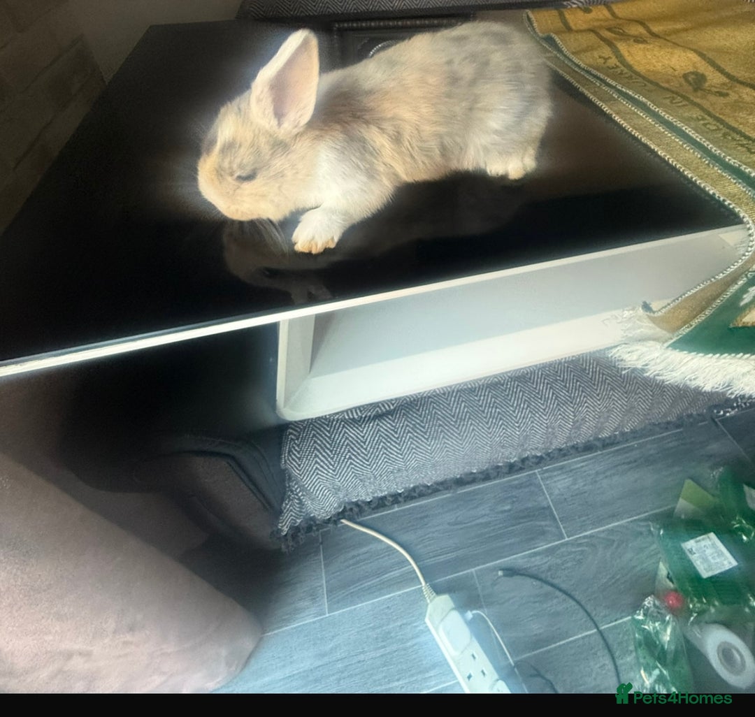 Mixed Breed rabbits for sale: Rabbit - Image 3