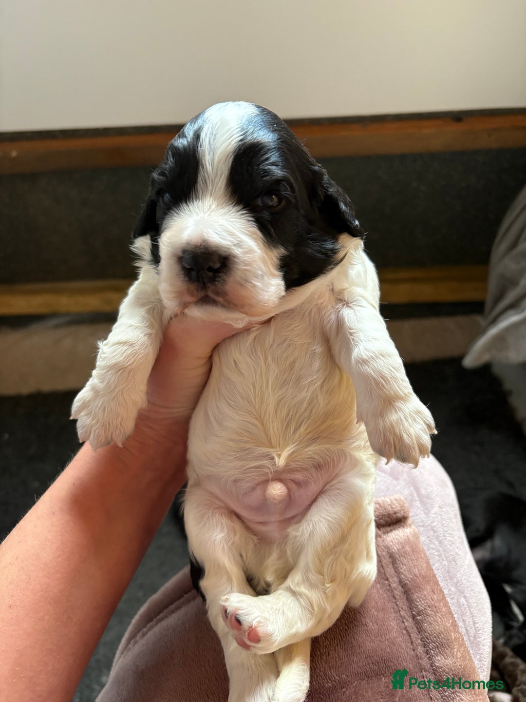 Cocker Spaniel dogs for sale: Working Cocker spaniels beautiful markings   - Advert 17