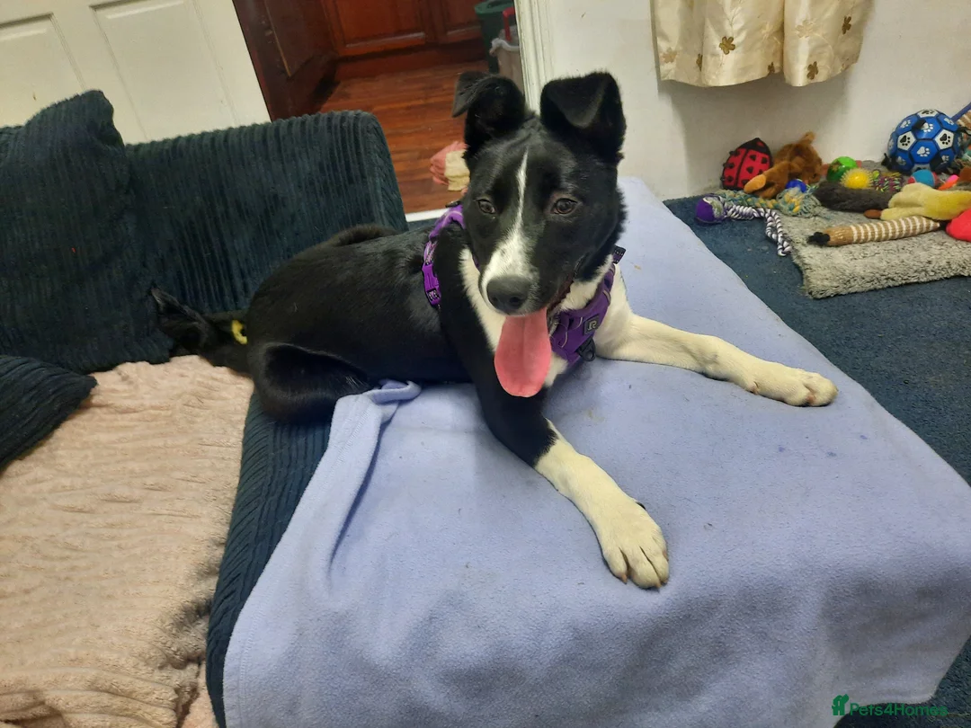 Border Collie dogs for sale: Collie girl pup  - Advert 3