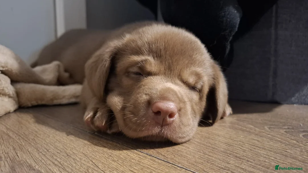 Labrador Retriever dogs for sale: Chocolate Labrador Retriever Puppies-Family Raised - Advert 33