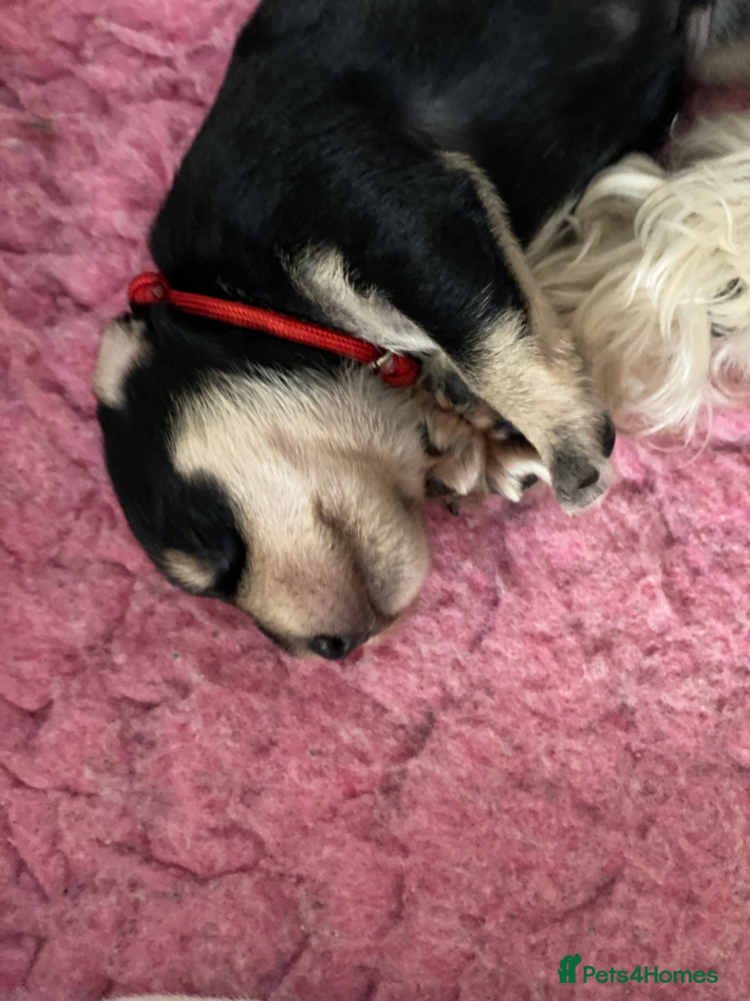 Miniature Schnauzer dogs for sale: 5*KC MINIATURE SCHNAUZER PUPPIES  - Advert 4