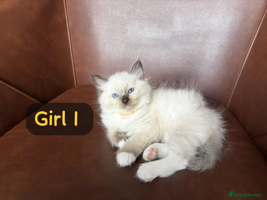 Ragdoll cats for sale: Ragdoll kittens looking for forever home💗 - Advert 2