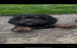 Cavapoo dogs for sale: Cavapoo - Image 10