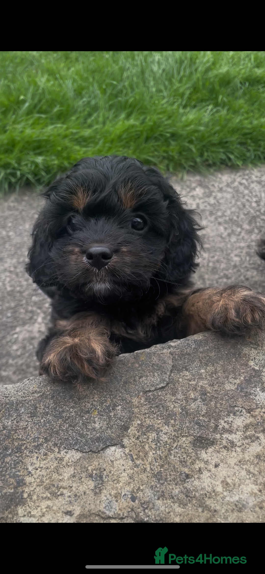 Cavapoo dogs for sale: Cavapoo - Image 10