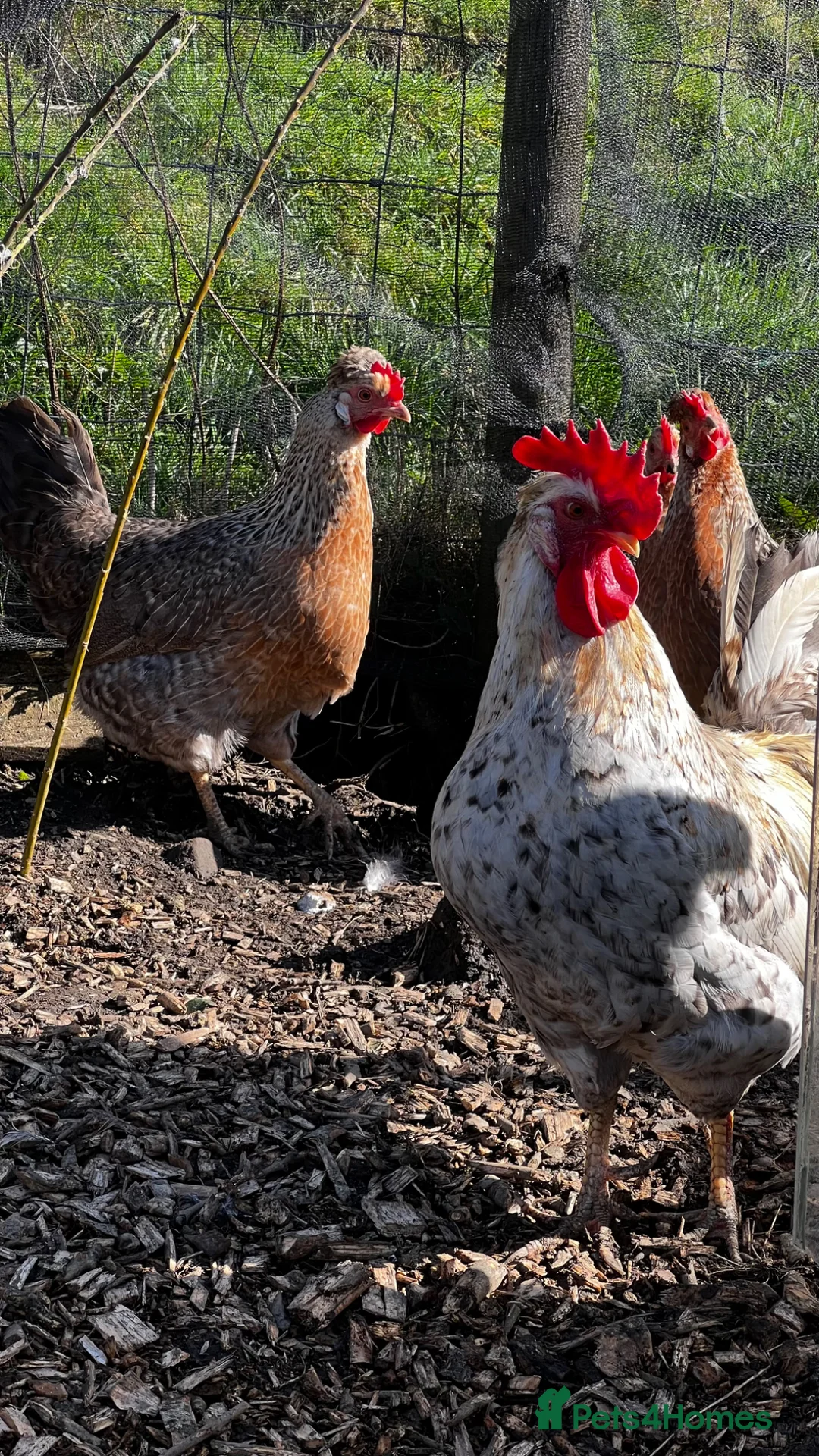 Chickens poultry for sale: Cream legbar chicks (blue egg layer)  - Advert 2