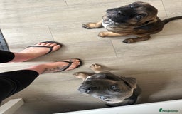 Cane Corso dogs for sale: Cane Corso puppies - Image 11