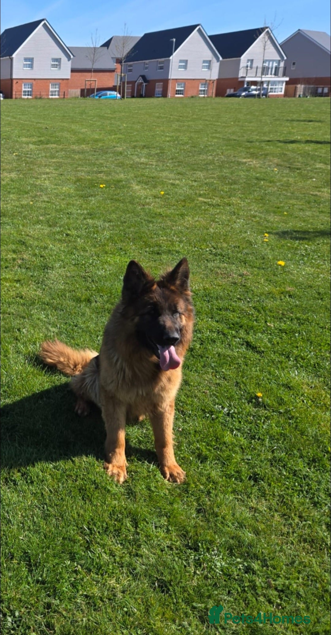 German Shepherd dogs for sale: One female left -QUALITY GSD PUPS LONG HAIR - Advert 12