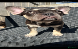 French Bulldog dogs for sale: Beautiful French bulls  - Image 12