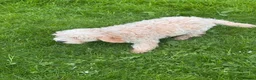 Cockapoo dogs for sale: Red & Apricot Cockapoo Puppies in Airdrie - Advert 25