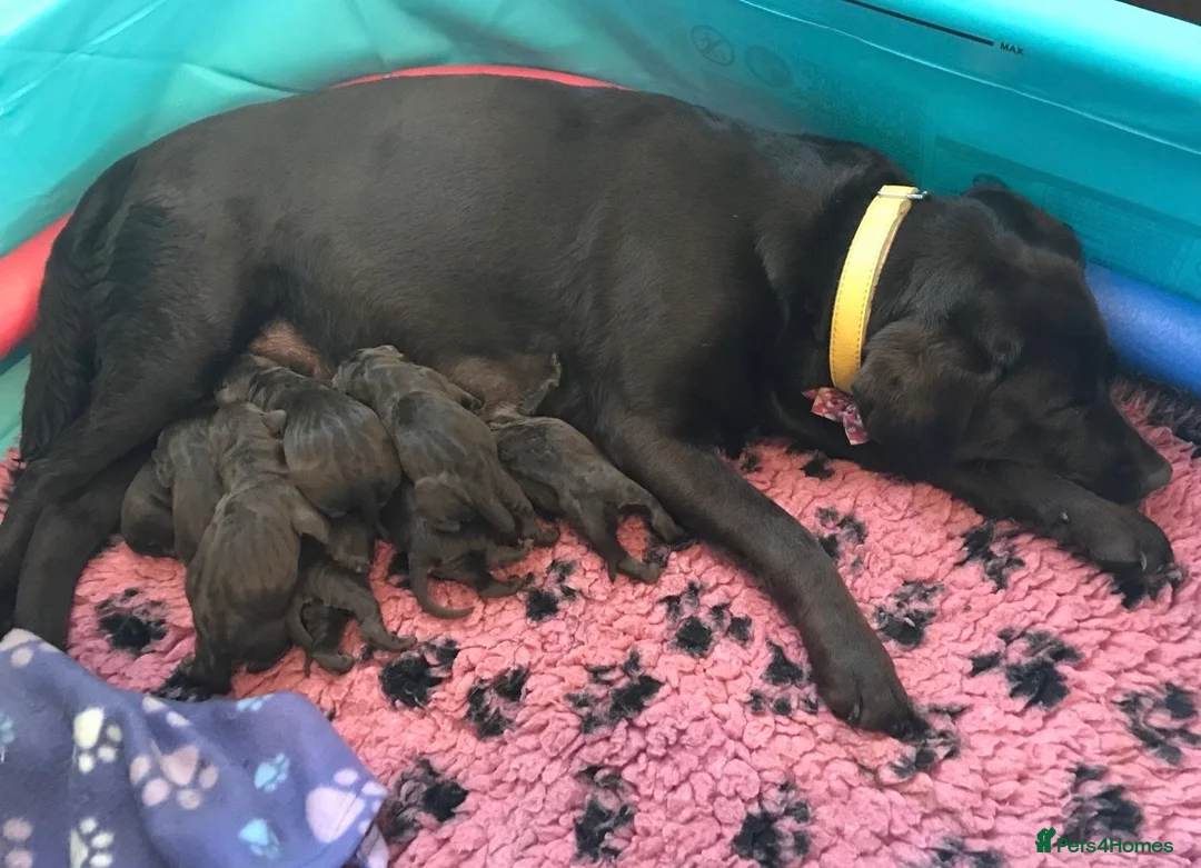 Miniature Poodle dogs for stud: extensively health tested miniture poodle in Swansea - Advert 14