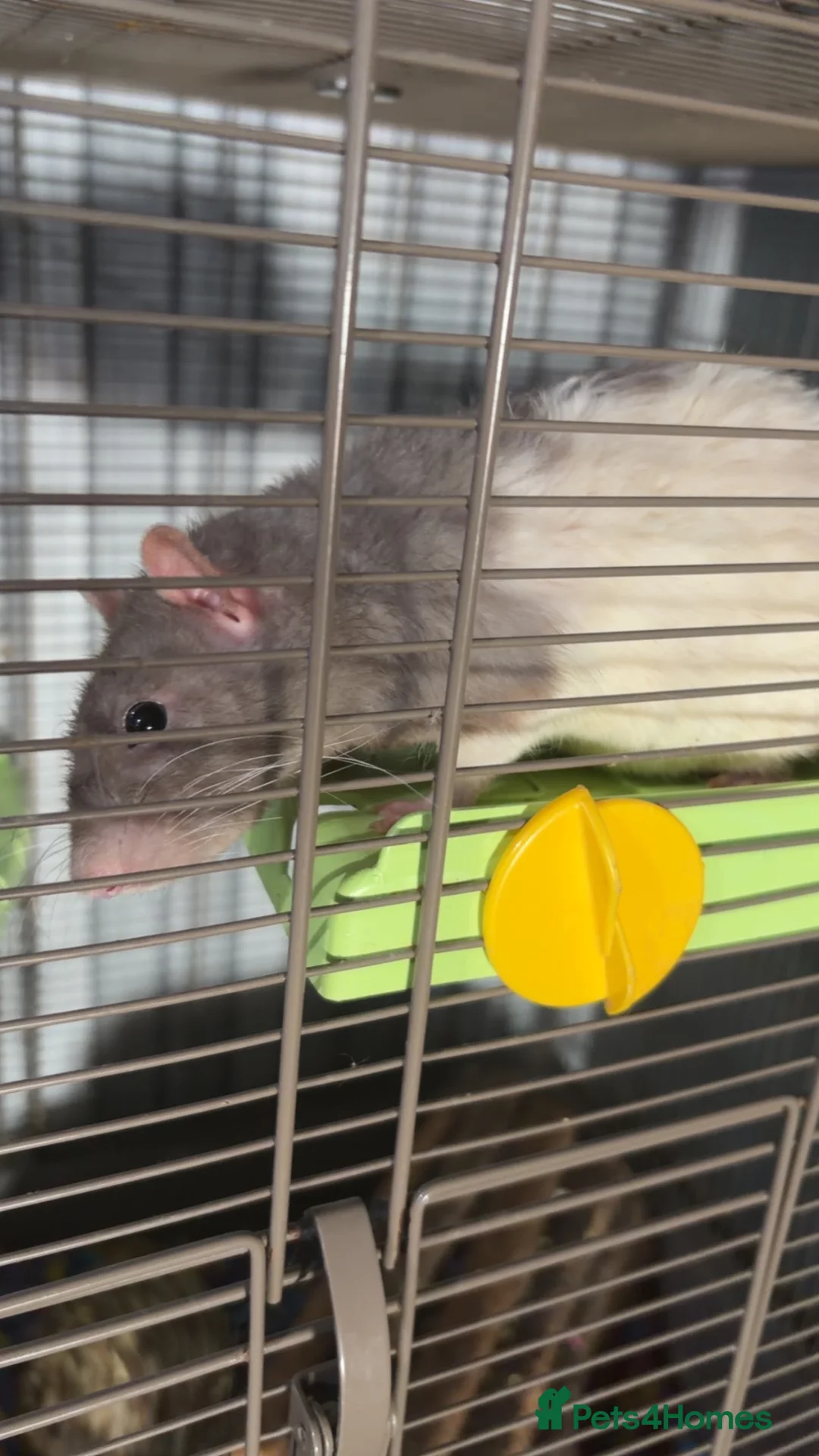 Rat rodents for sale: 2 male rats - 9 months old  in Walsall - Advert 2