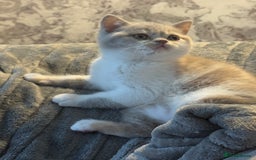 British Shorthair cats for sale: Kittens available to reserve  - Image 8