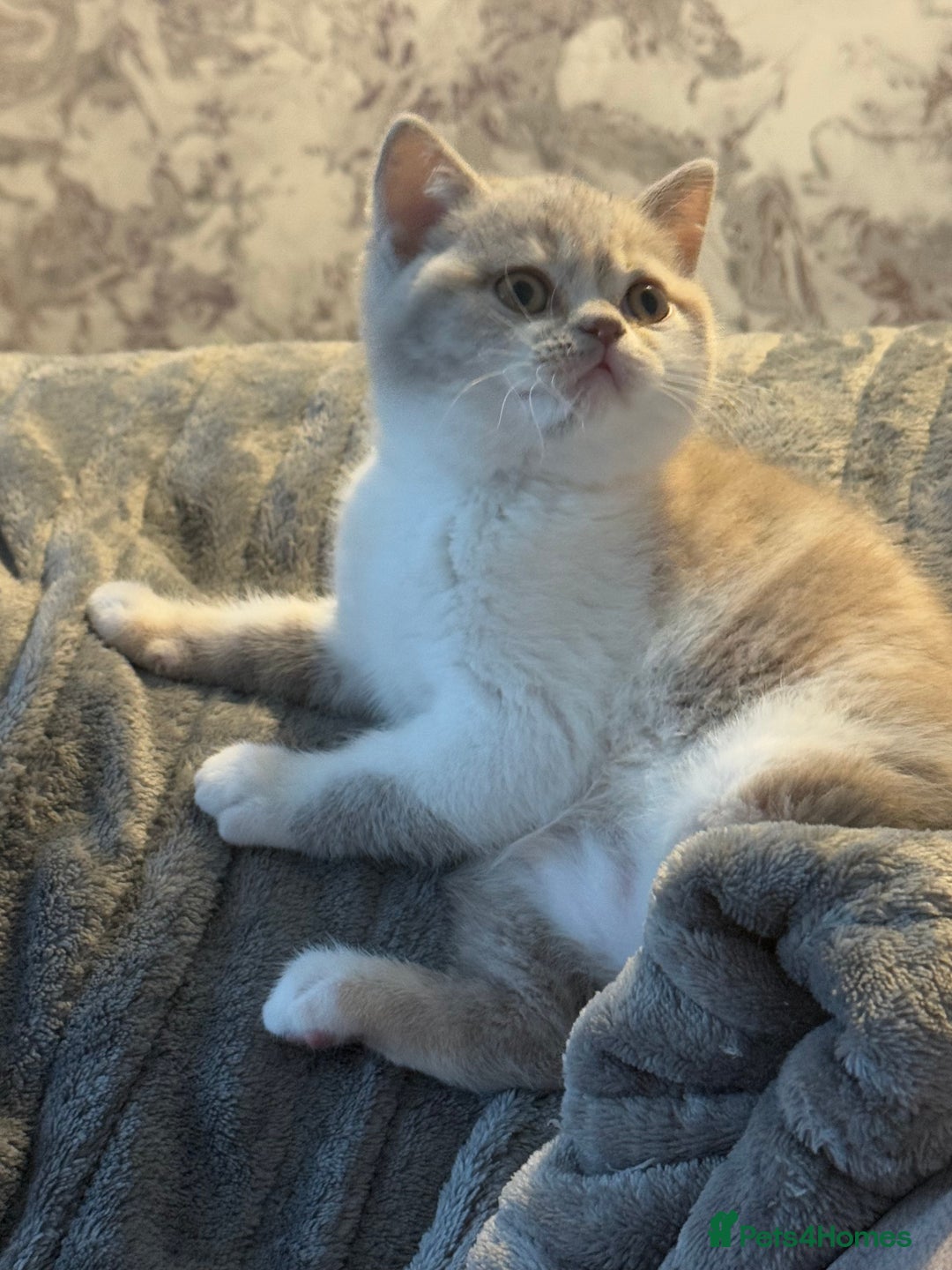 British Shorthair cats for sale: Kittens available to reserve  - Image 8