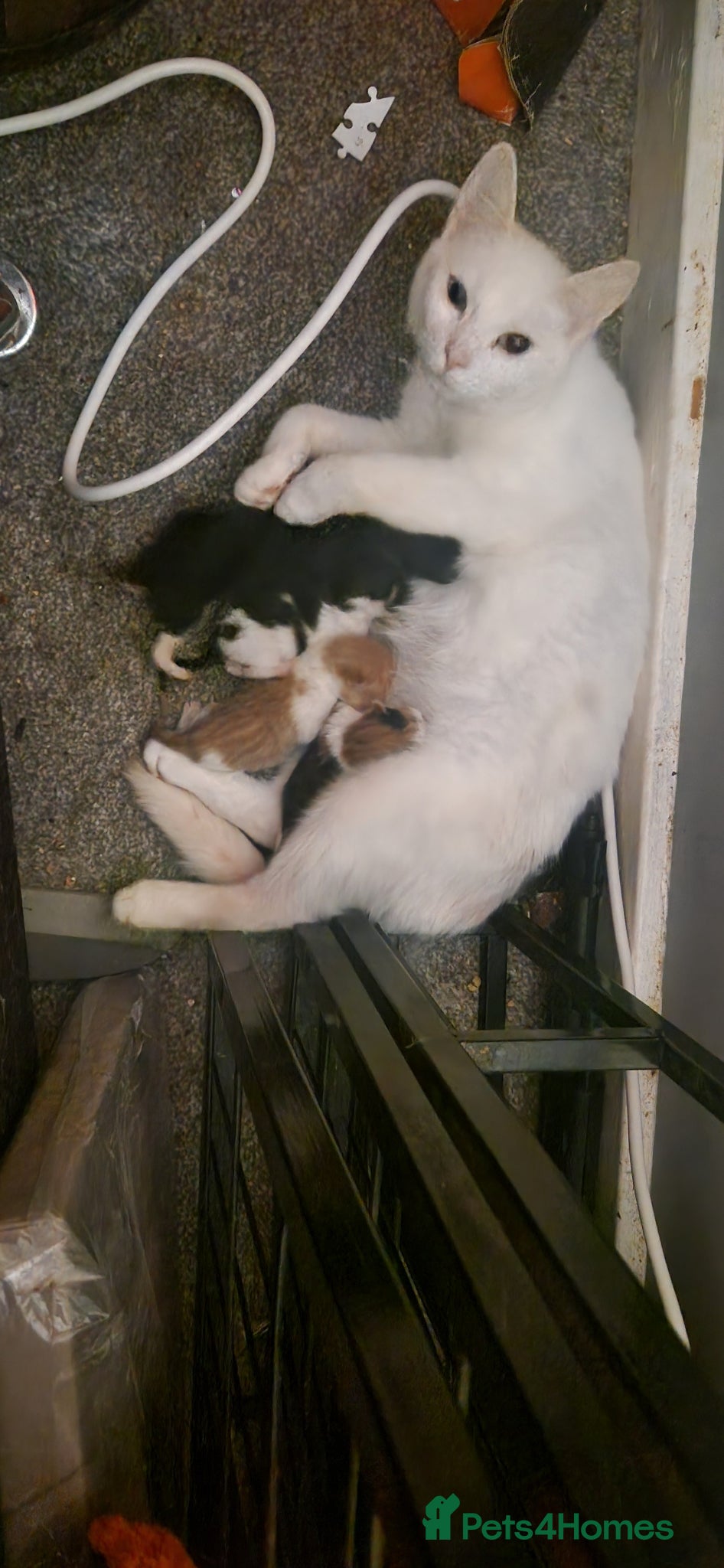 Mixed Breed cats Beautiful kittens for sale 😸 😸  - Advert 2