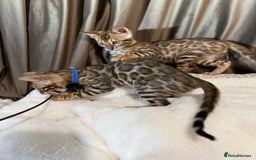 Bengal cats for sale: Adorable Bengal kittens - Image 9