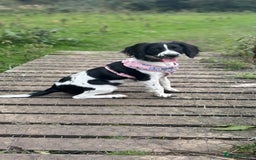 Sprocker dogs for sale: Stunning Sprocker Spaniel Girl 7 Months old  - Advert 1