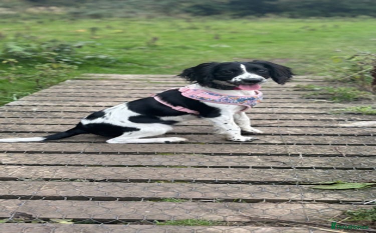 Sprocker dogs Stunning Sprocker Spaniel Girl 7 Months old  - Advert 1