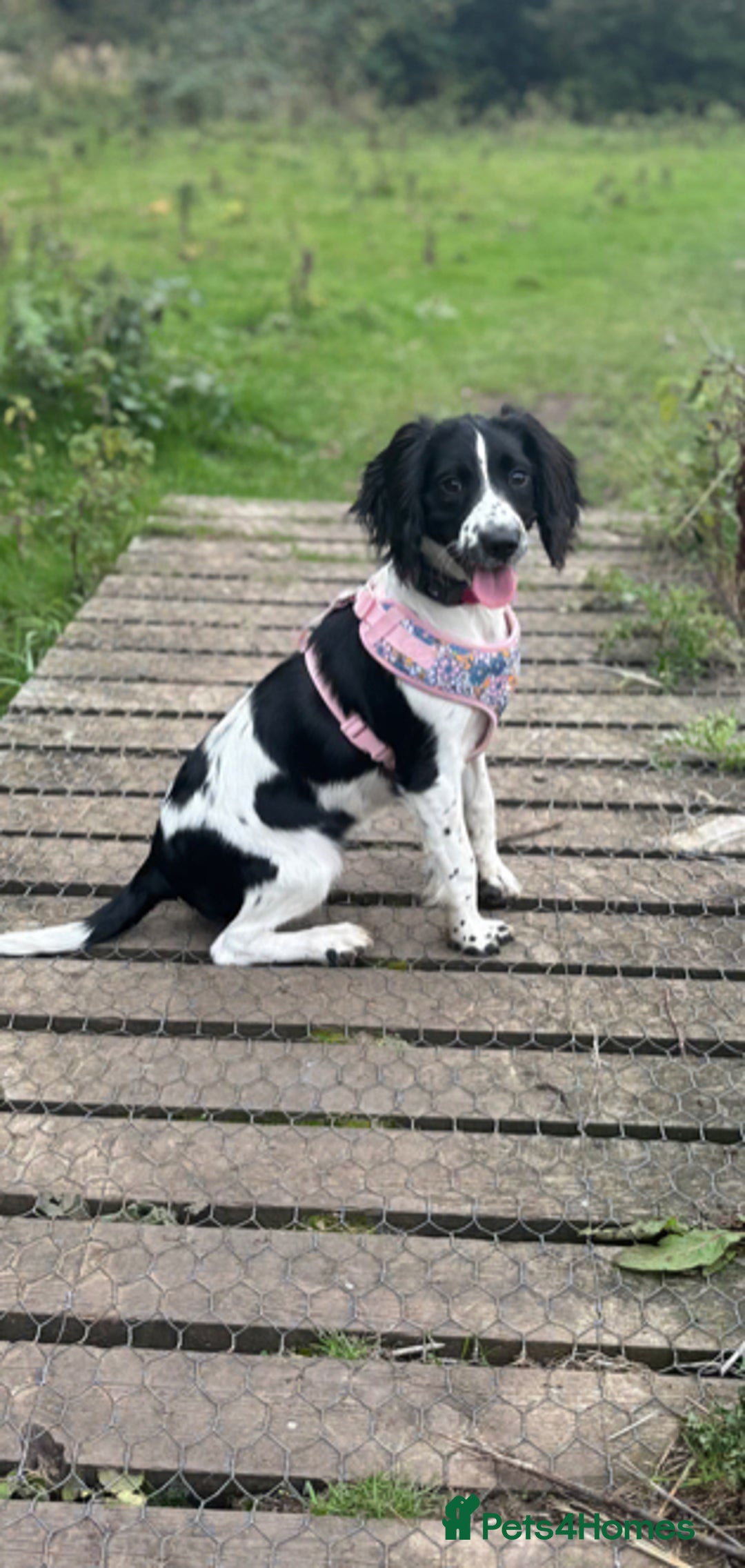 Sprocker dogs for sale: Stunning Sprocker Spaniel Girl 7 Months old  - Advert 1