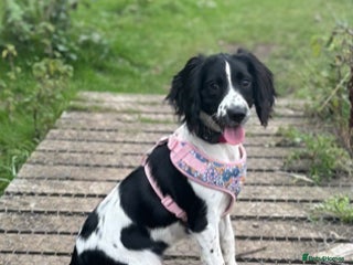 Sprocker dogs Stunning Sprocker Spaniel Girl 7 Months old - Advert 5