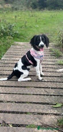 Sprocker dogs Stunning Sprocker Spaniel Girl 7 Months old - Advert 1