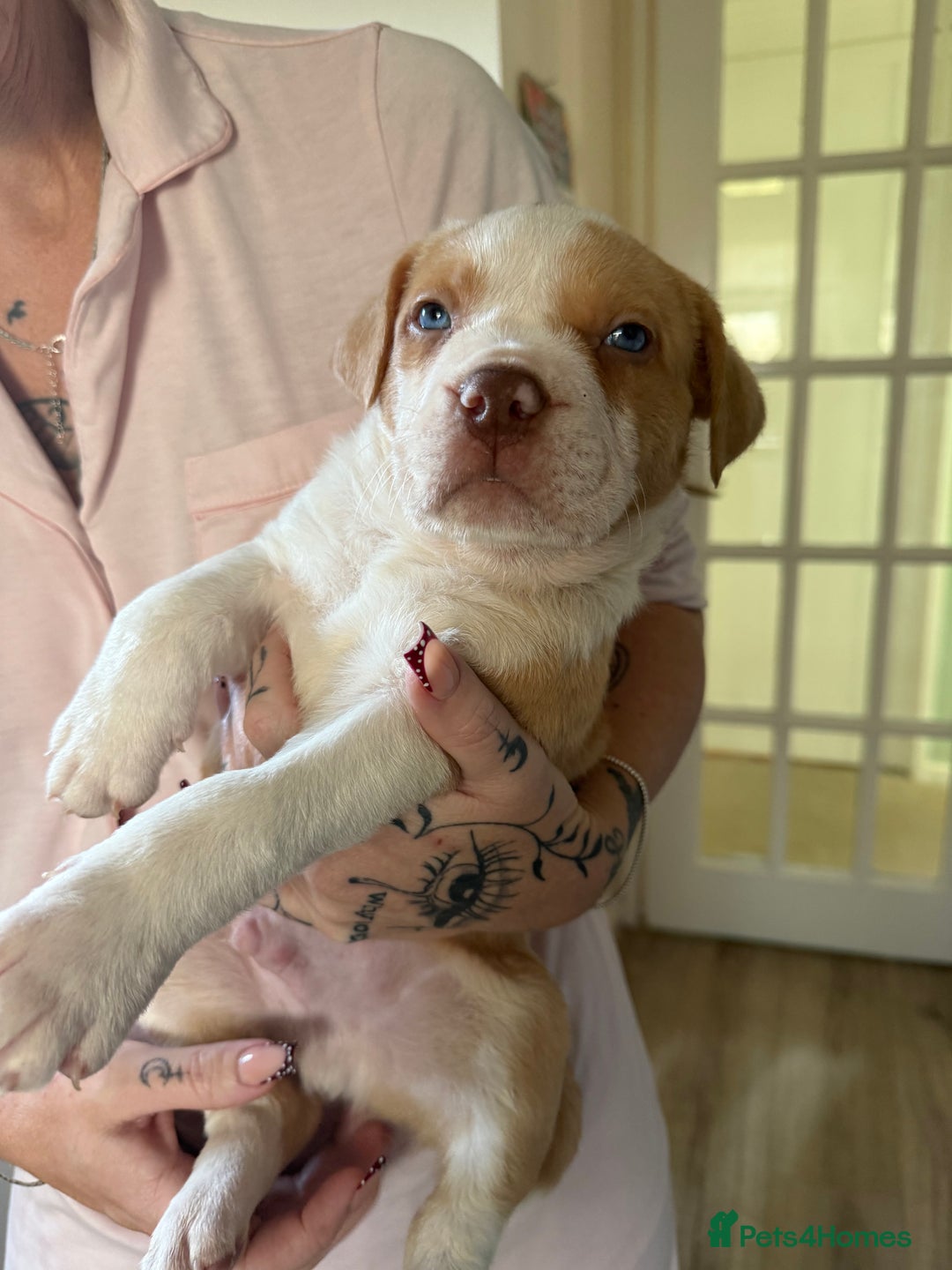 Mixed Breed dogs for sale: American Staffie X Olde English Bulldog Puppies - Advert 2