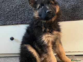German Shepherd dogs Outstanding Gsd girls for sale - Advert 9