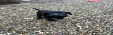 Labrador Retriever 3