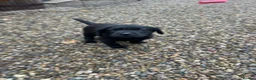 Labrador Retriever dogs for sale: Labrador puppies- TWO BOYS AVAILABLE  - Advert 3