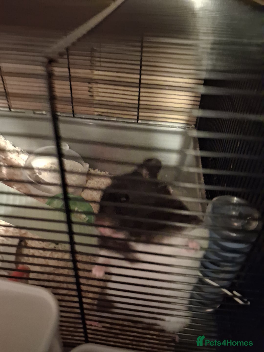 Hamster rodents for sale: 1 male syrian hamster - Advert 3