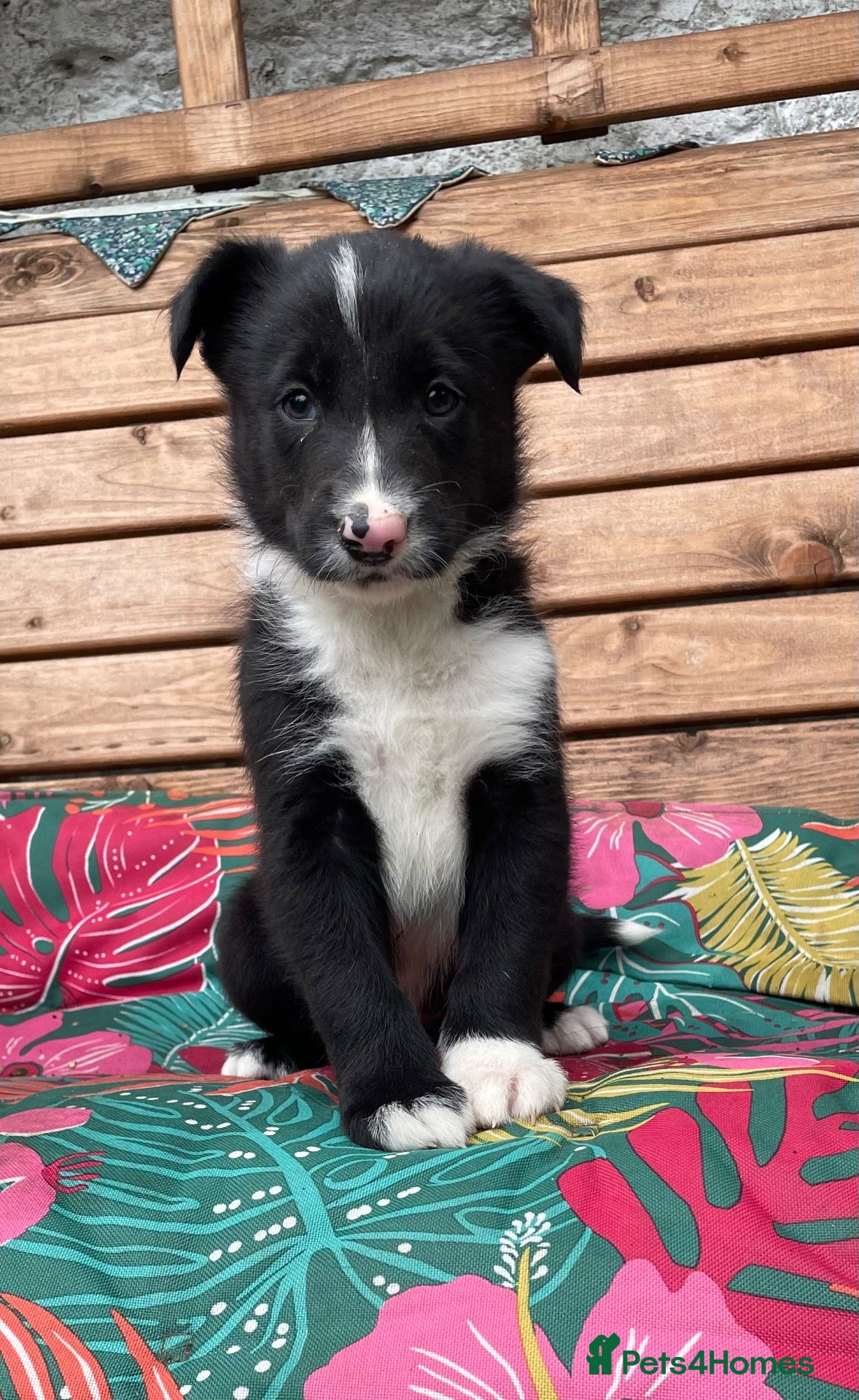 Border Collie dogs for sale: Killiebrae Sid and Sam quality bred Border Collies - Advert 18