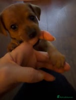 Jack Russell dogs Jack Russell Puppies - Advert 1