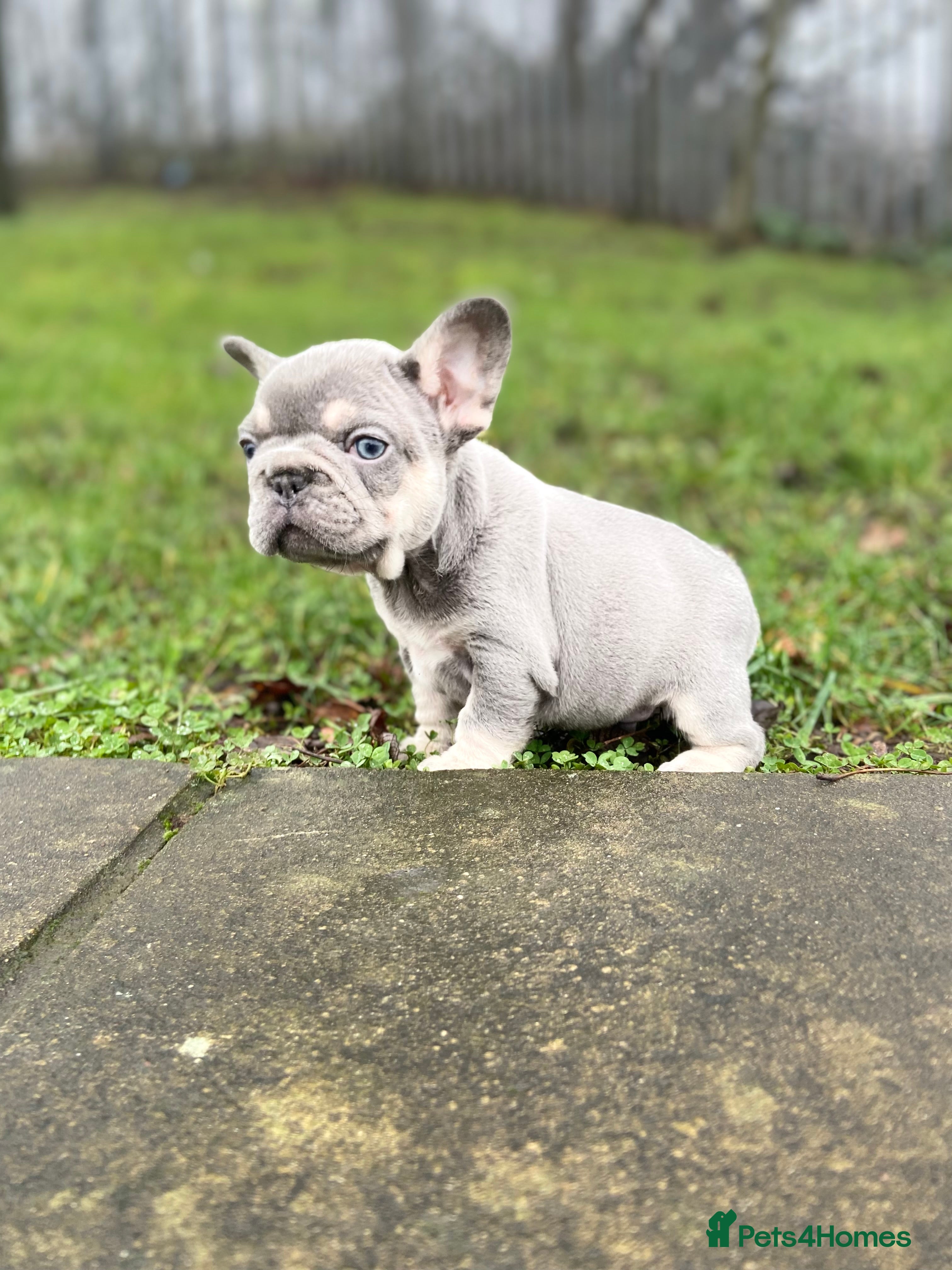 French Bulldog dogs REDUCED Gorgeous French Bulldog Pups  - Advert 1
