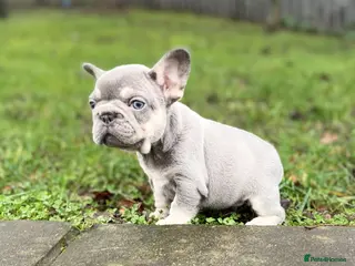 French Bulldog dogs REDUCED Gorgeous French Bulldog Pups - Advert 1