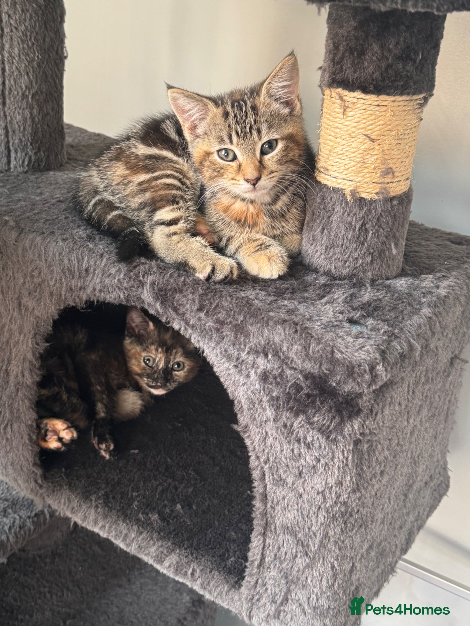 Mixed Breed cats Kittens for sale - Advert 13