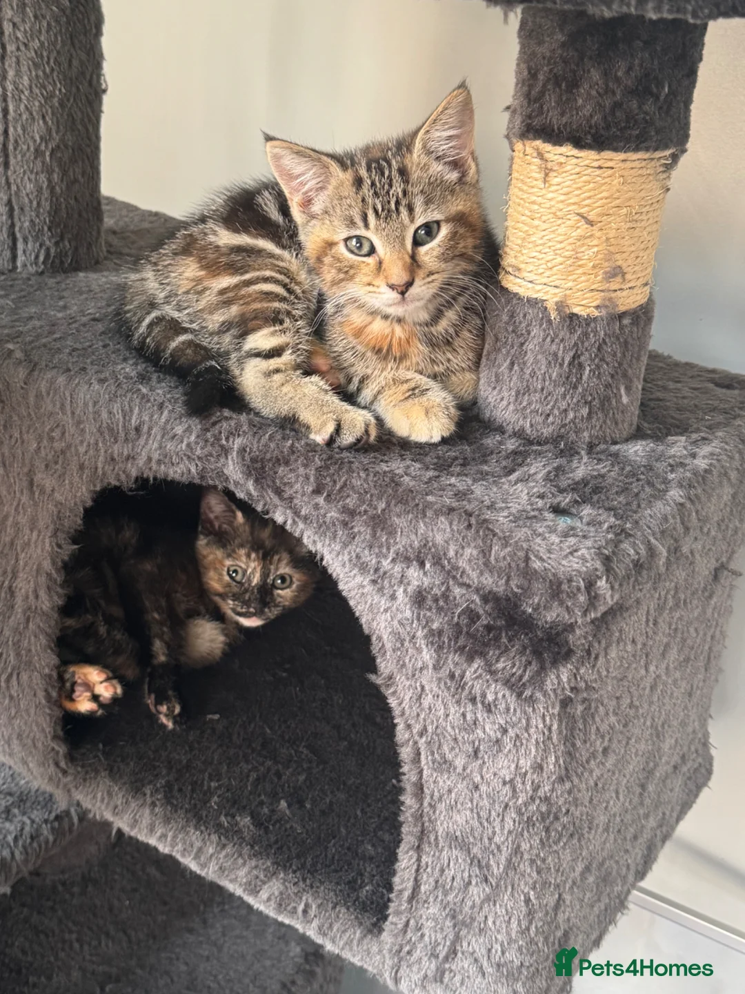 Mixed Breed cats for sale: Kittens for sale - Advert 1