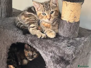 Mixed Breed cats Kittens for sale - Advert 3