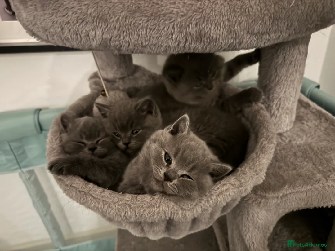 British Shorthair cats for sale: Stunning kittens available  - Advert 7
